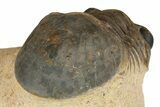Paralejurus Trilobite - Lghaft, Morocco #186749-4